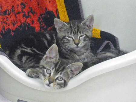 Katzenbabys in der aktion Tier Babystation in Glindow. 